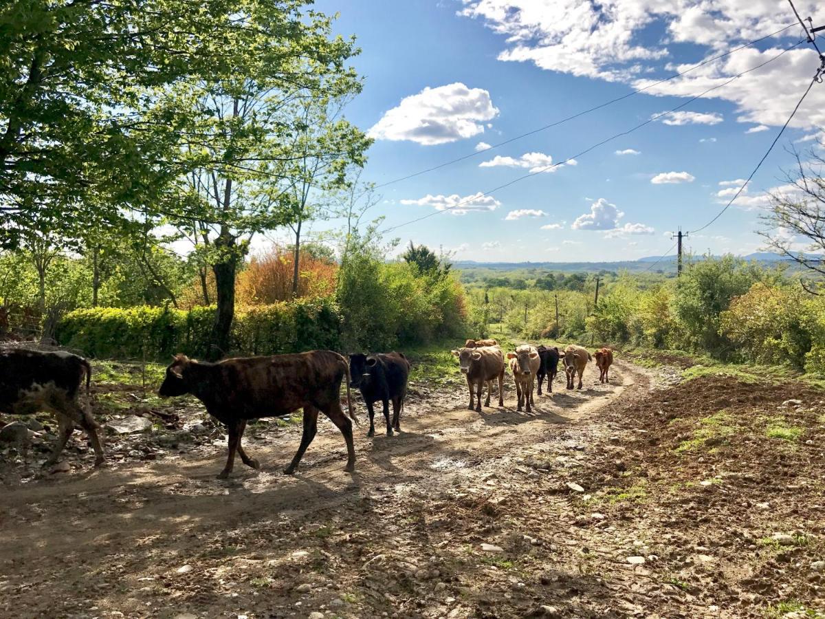 Tskaltubo Village - Nature Resort Екстер'єр фото